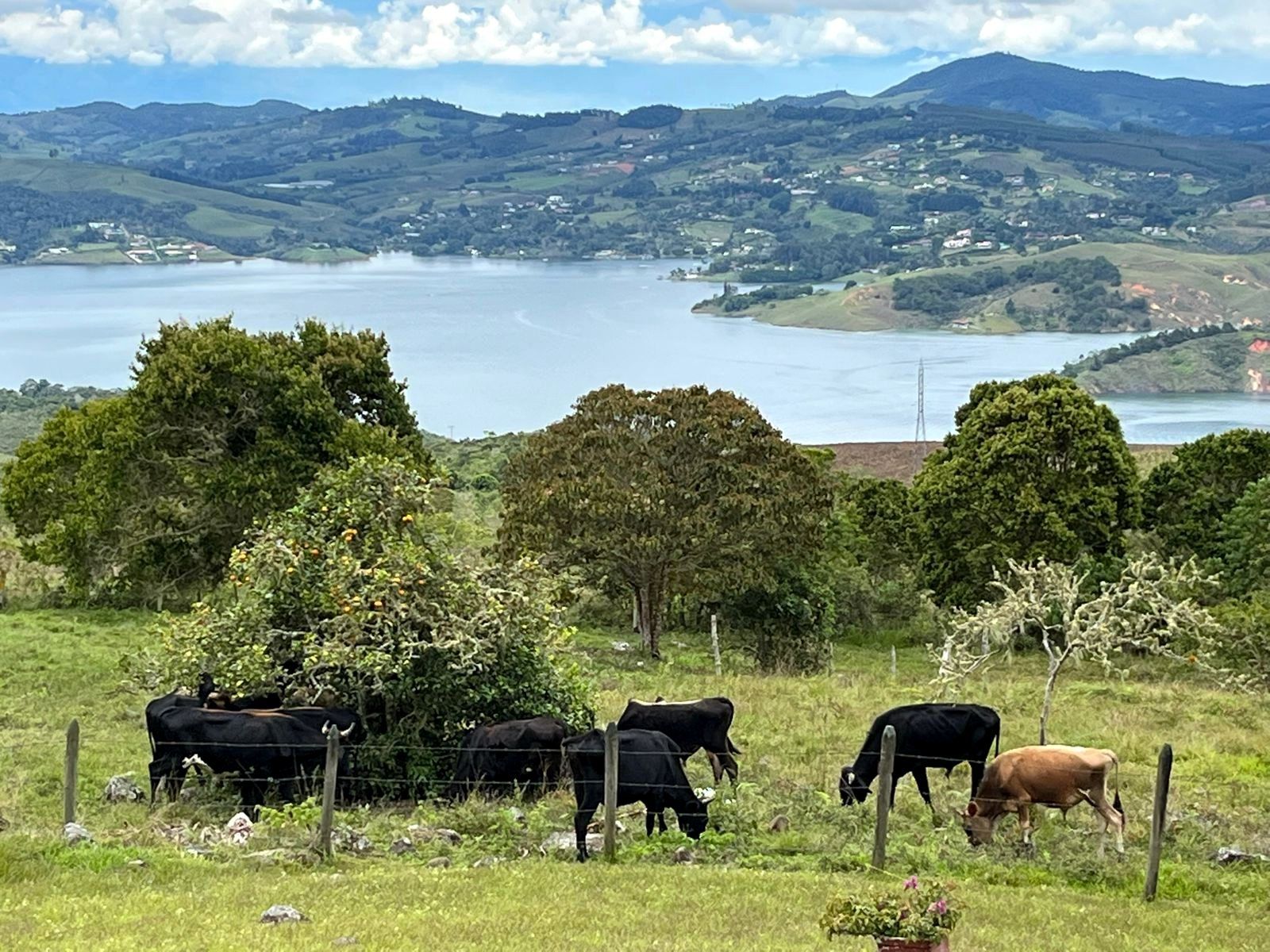Cattle in the pasture, with the lake behind