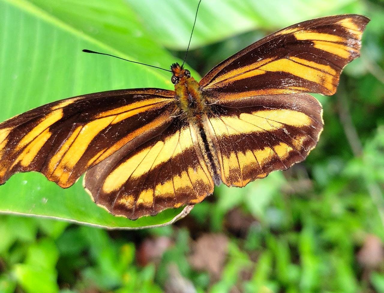 An orange and black butterfly on a leaf