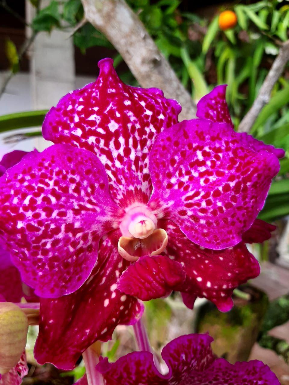 A fuchsia orchid from the estate