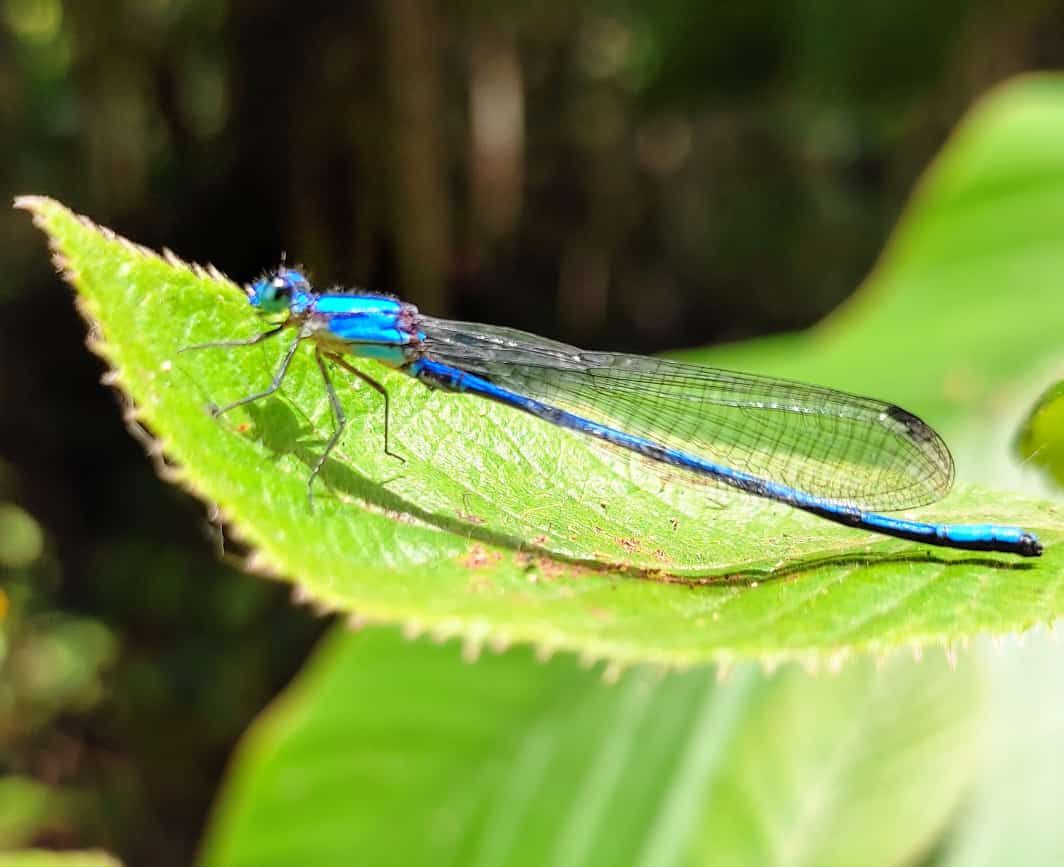 A blue damselfly on a leaf