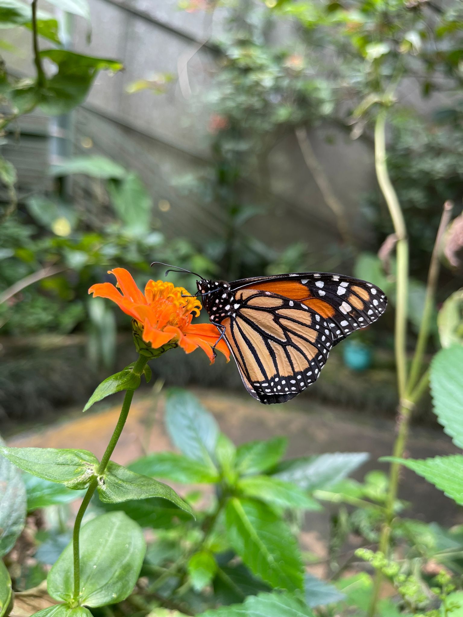 An orange butterfly resting on a flower