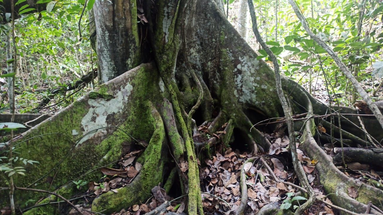 The roots of an old tree in the estate's forest