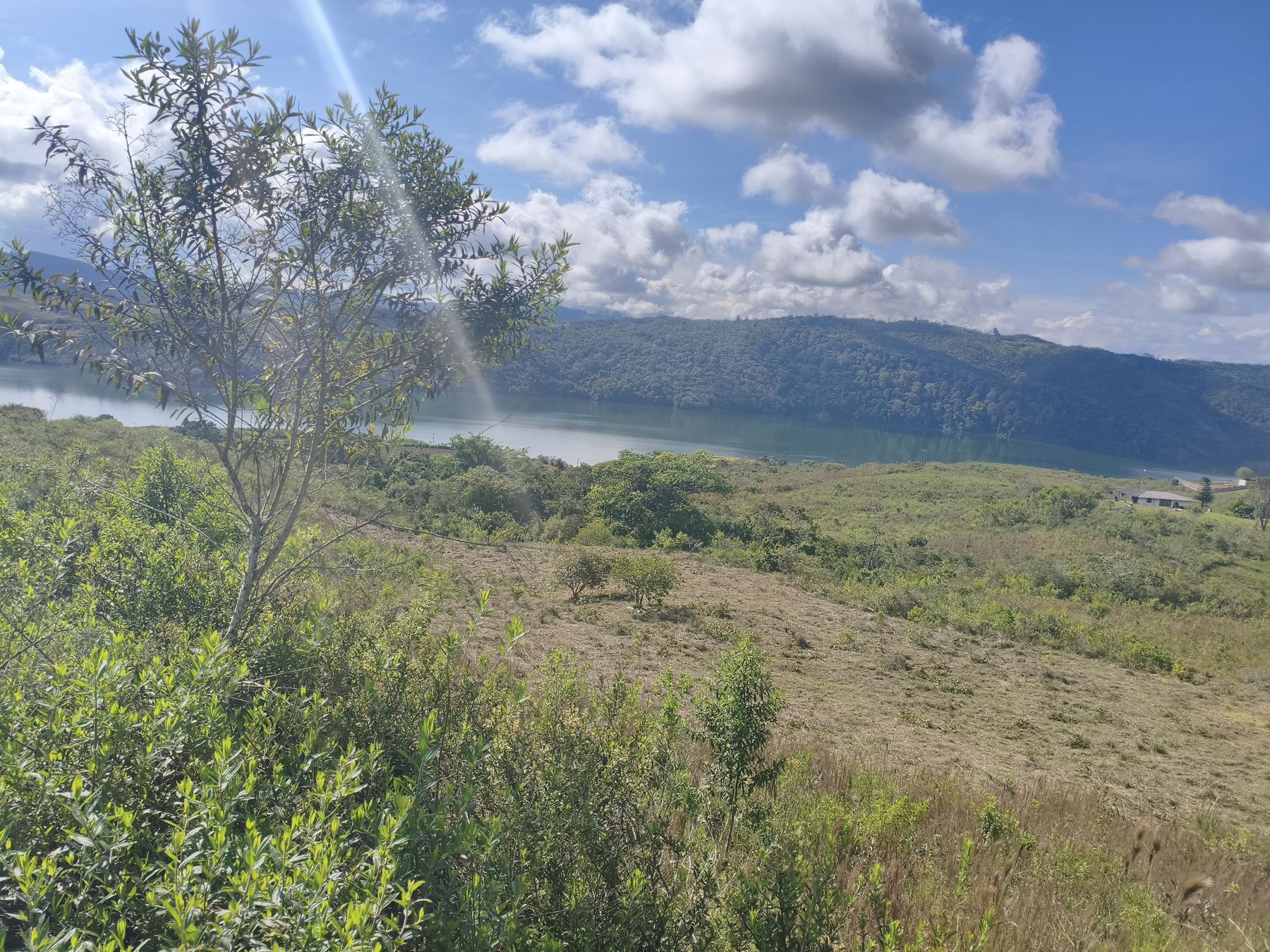 El Lago Calima entre montañas, con rayos de sol y un árbol joven en primer plano