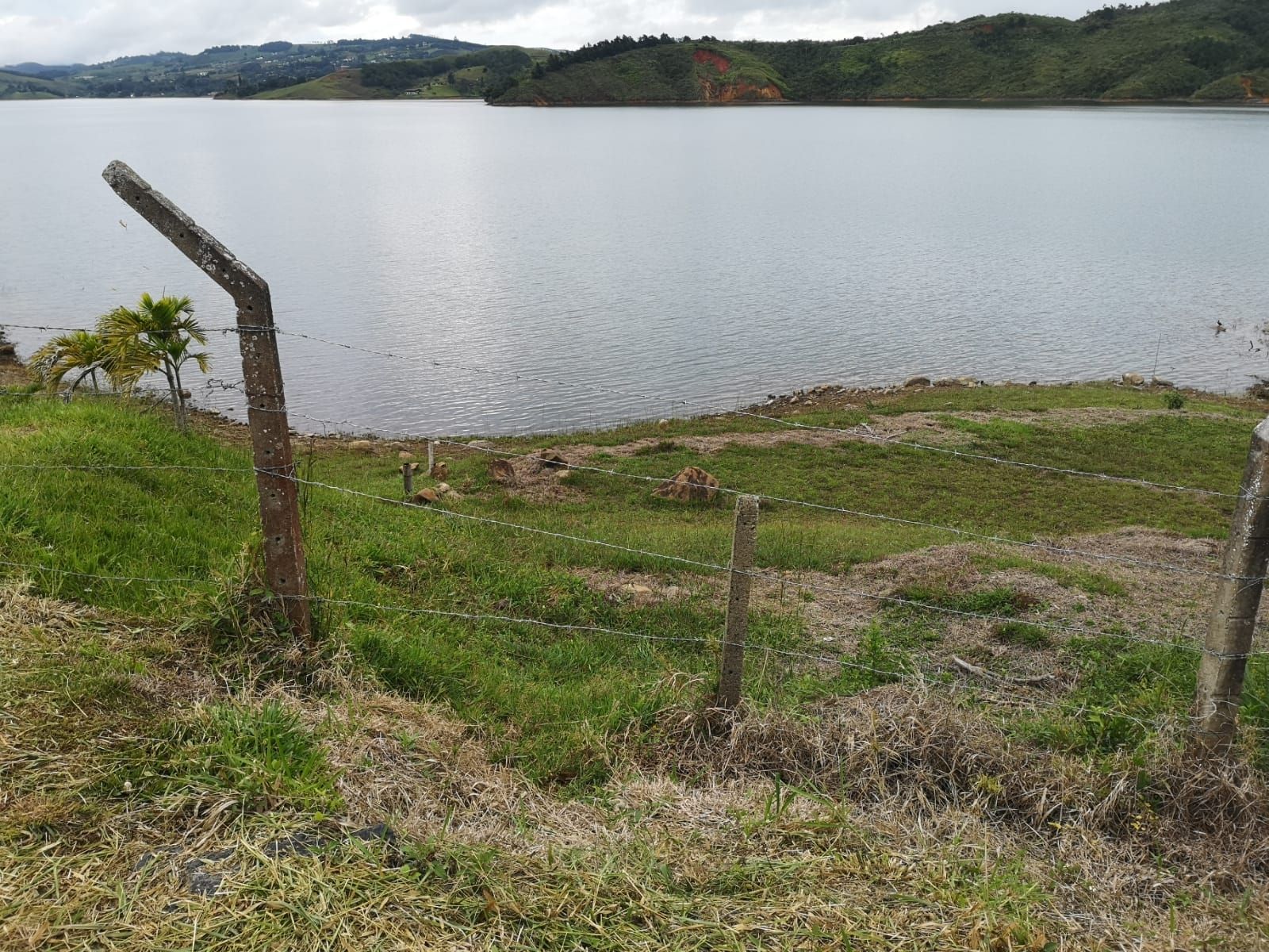 Fence posts in the pasture above the lakeshore