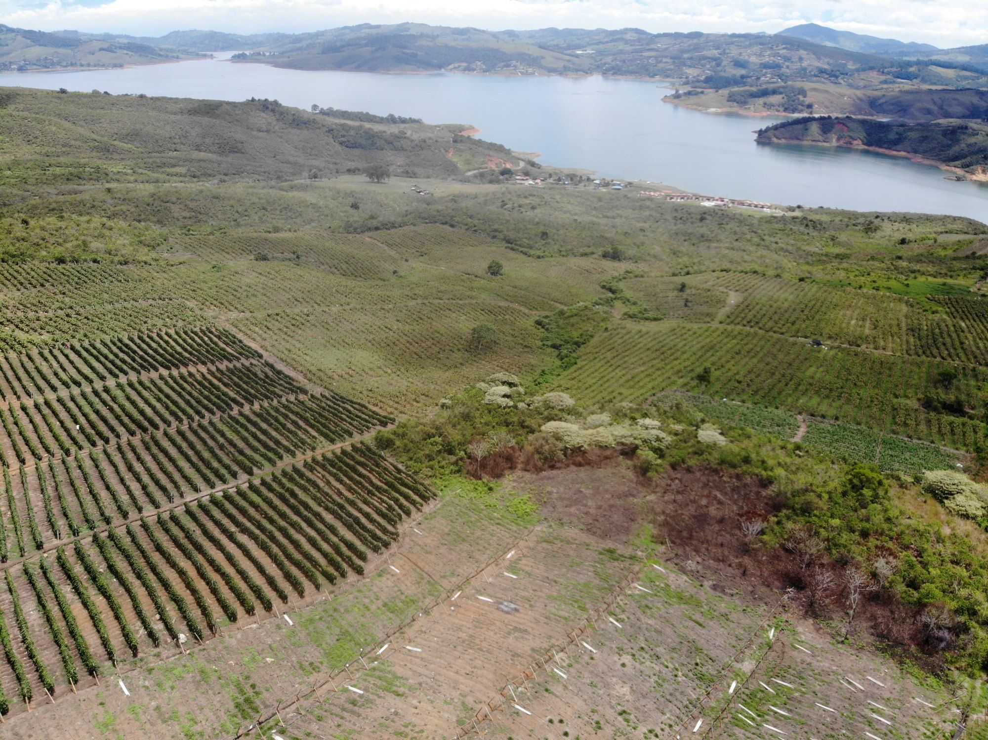 Lake Calima from above, with the estate's crop rows in the foreground