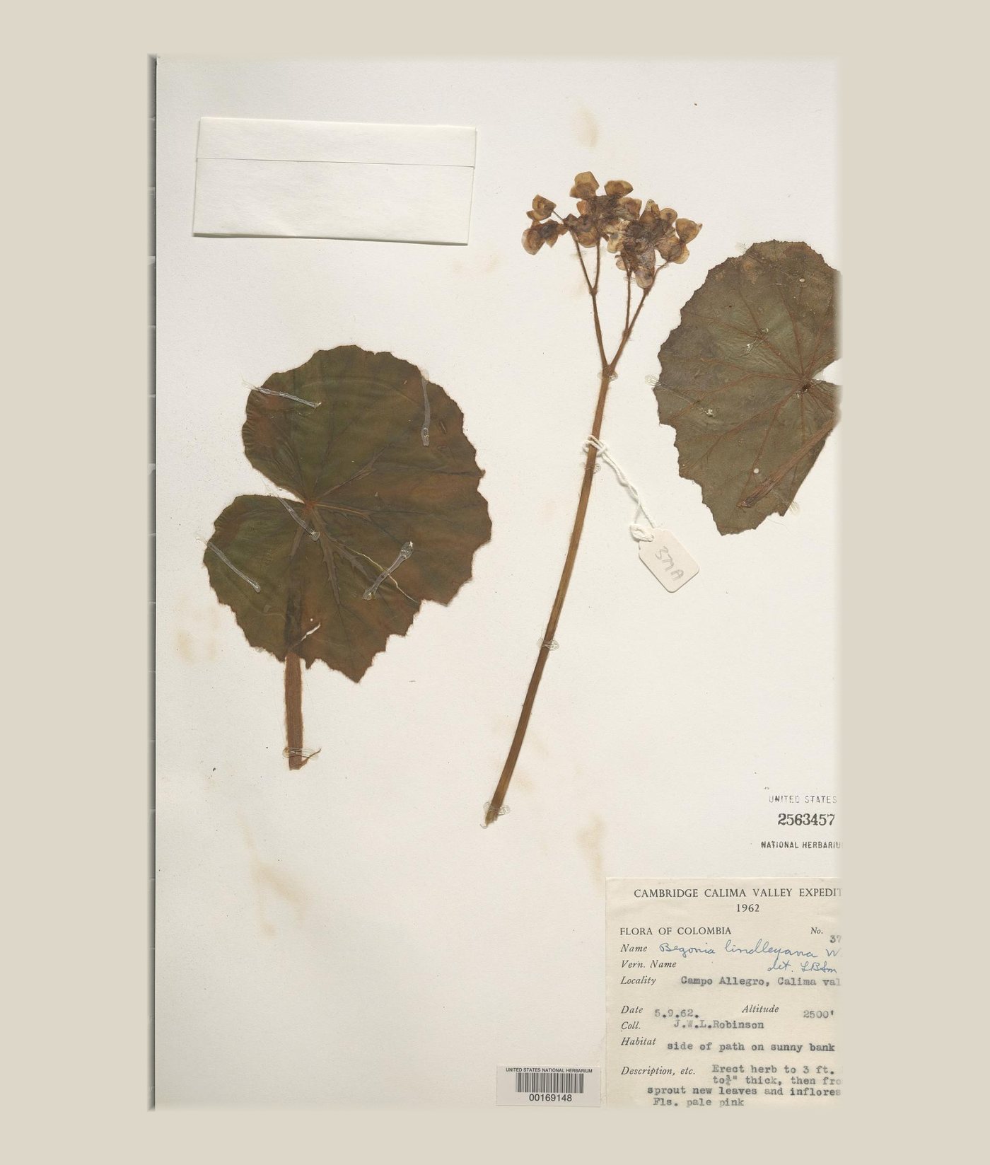 Hoja de herbario con una begonia prensada y la etiqueta de la expedición de Cambridge al valle del Calima, 1962