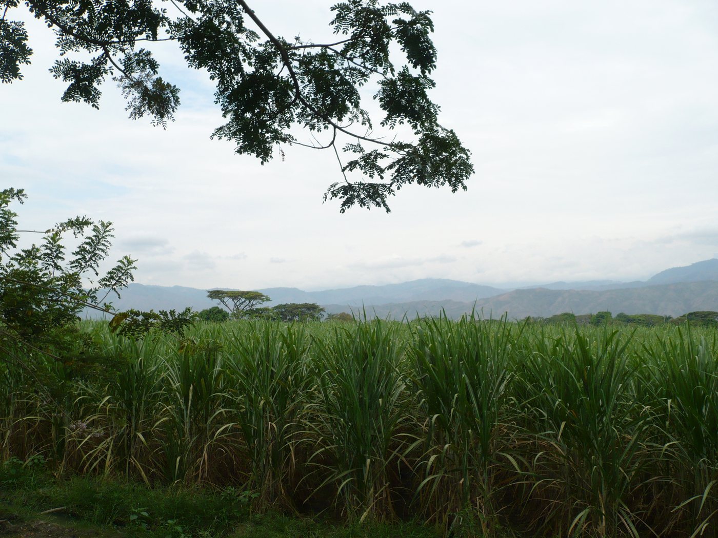 Cañaduzales en el valle del Cauca, cerca de Buga, con la cordillera al fondo