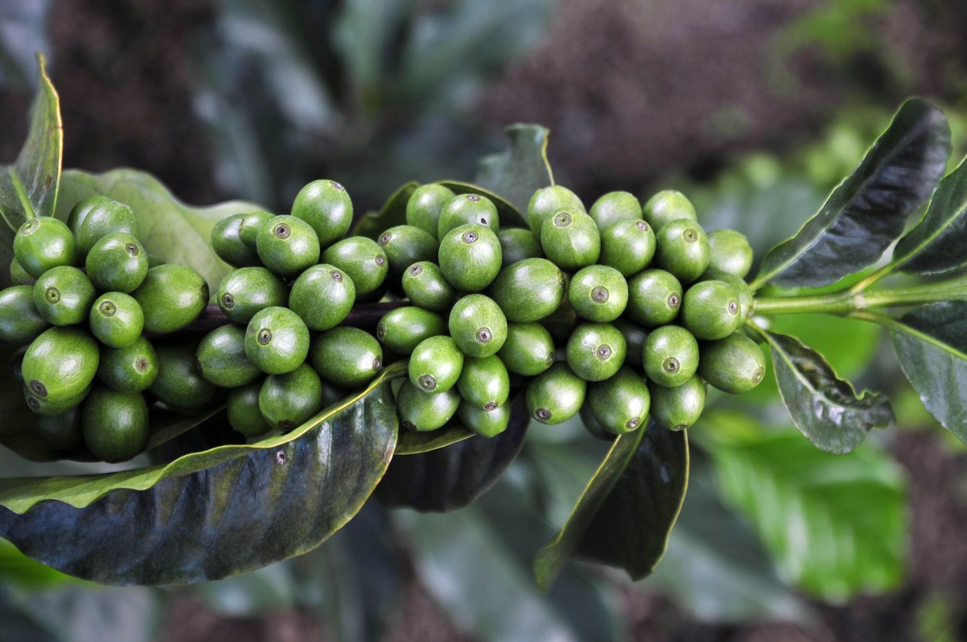 Rama de café cargada de granos verdes en una finca de Darién