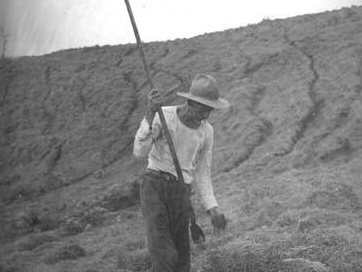 El guaquero Leonidas hunde una vara larga en una ladera de pasto